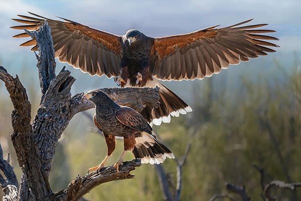 Two hawks stand on a branch