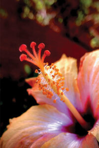 A close up of a hibiscus