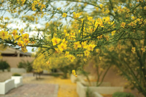 Yellow buds and flowers